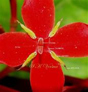 Flower -see stamens